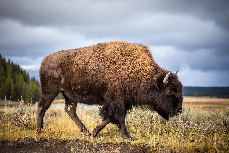 A bison walks across a grassy plain under an overcast sky. The landscape includes distant trees and a moody, cloudy backdrop.