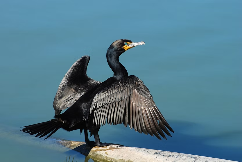 Black cormorant with wings spread, perched on a rock over calm blue water.