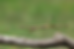 A walking stick insect on a branch, camouflaged with brown body and slender green legs. Background is blurred green.