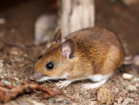 A white-footed mouse forages on the forest floor, surrounded by leaves and twigs. The setting is earthy with a blurred background.