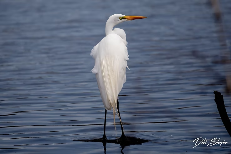 White egret standing in calm blue water, facing right.