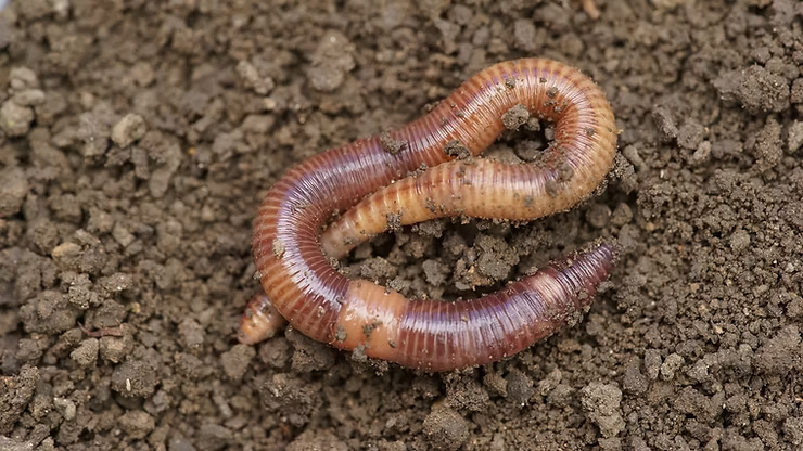 A brown earthworm rests on moist, crumbly soil. The worm is coiled, showcasing its segmented body. The scene feels natural and earthy.