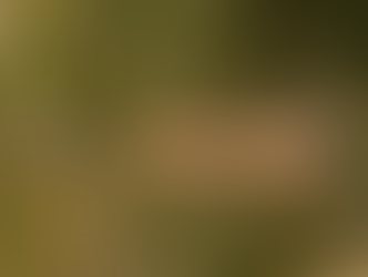 A muskrat swims in a calm, greenish-brown pond surrounded by reeds, its wet fur glistening in sunlight. The setting is tranquil and natural.