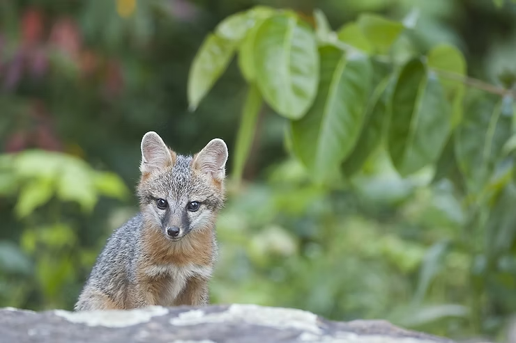 A small gray fox with large ears sits on a rock, surrounded by lush green foliage. The background is soft and blurred.