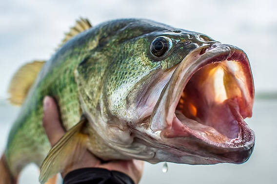 How Long Can a Bass Survive Out of Water: Surprising Facts Revealed