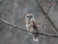 Barred owl perched on bare branches, with a patterned brown and white plumage, set against a gray, blurred background.
