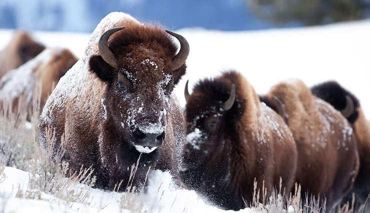 Bison covered in snow stand together in a snowy field. The scene is tranquil, with white snow contrasting the bison's brown fur.