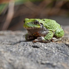A grey tree frog resting on a rocky surface against a blurry background in a natural setting.