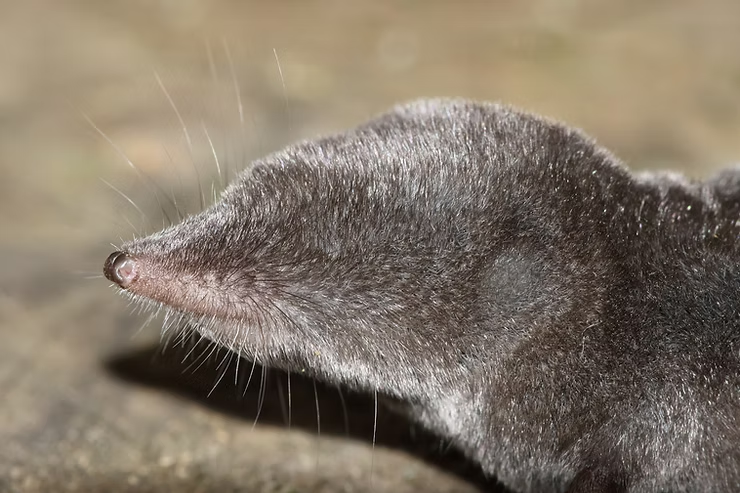 Close-up of a shrew with a pointed snout and fine whiskers, set against a blurred brown background. The fur looks beige-gray.