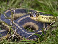 Garter snake coiled on grass, showing distinctive yellow and black stripes, head raised and facing camera. Lush green background.