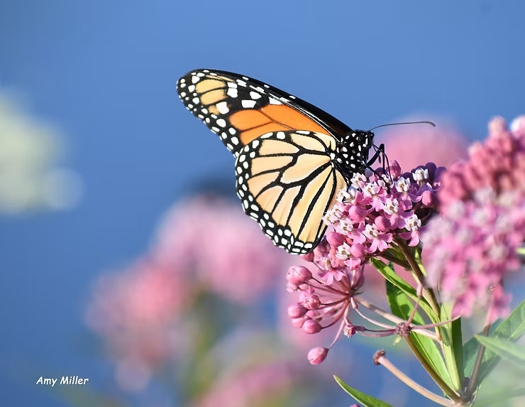 Monarch butterfly on pink flowers, vibrant orange and black wings against a clear blue sky. Calm and serene. Text: Amy Miller.
