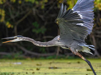 Get to know the majestic great blue heron