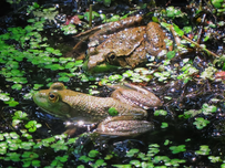 Two frogs rest in a pond with green duckweed. The water reflects sunlight.