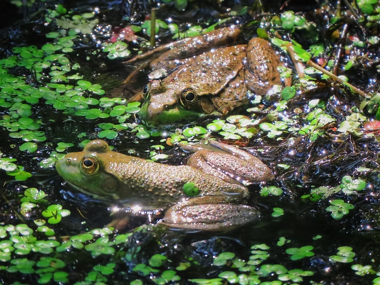 Two frogs rest in a pond with green duckweed. The water reflects sunlight.