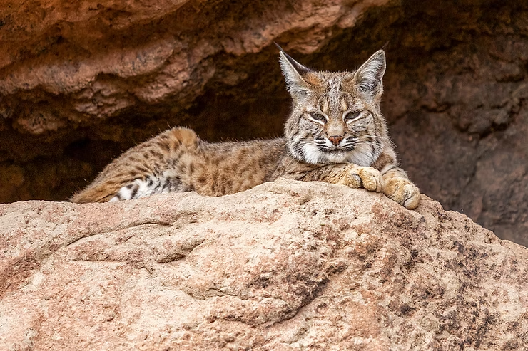 Bobcat lying on a rocky ledge with a cave-like background. Its fur is brown with dark spots, and it has a relaxed expression.