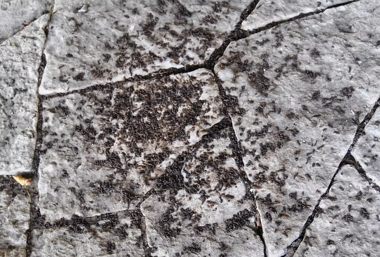 Clustered bat poop, creating dark patterns on a stone surface.