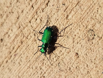 A six-spotted tiger beetle with a vibrant green exoskeleton and white spots crawls on textured tan surface under bright sunlight.
