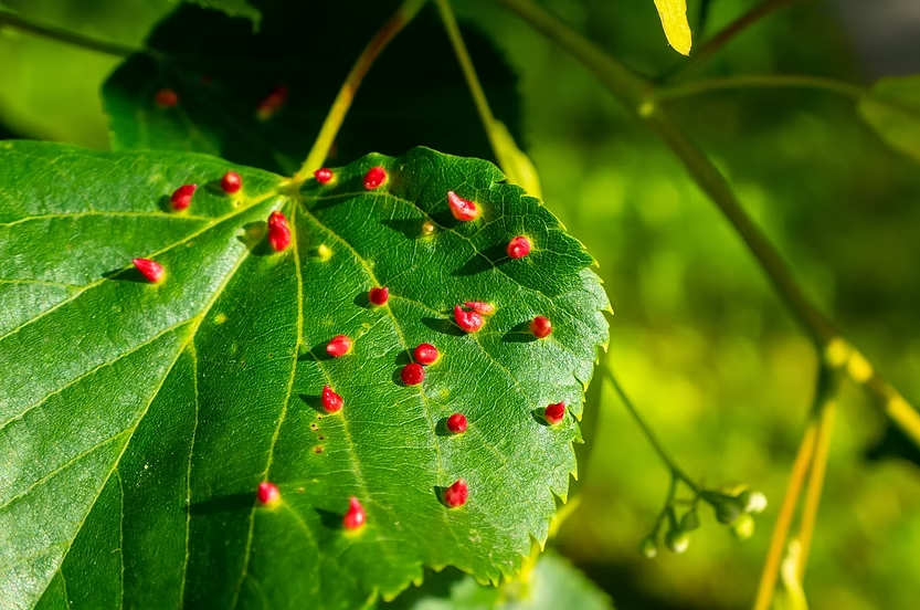 Green leaf with red galls scattered on the surface. Sunlit, with a blurred green background, evoking a natural, vibrant mood.