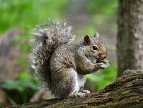 Squirrel eating on a log in a lush green forest. The squirrel's fur is speckled gray and brown. The background is blurred with trees.