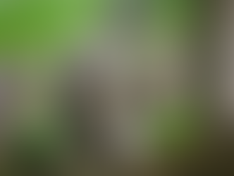 Squirrel eating on a log in a lush green forest. The squirrel's fur is speckled gray and brown. The background is blurred with trees.