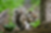 Squirrel eating on a log in a lush green forest. The squirrel's fur is speckled gray and brown. The background is blurred with trees.