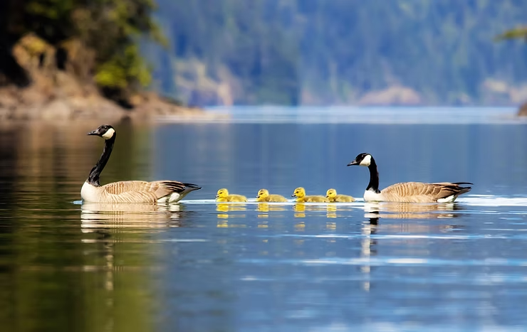 Two adult Canada geese and four goslings swim on a calm lake, surrounded by a forested shoreline and distant hills under a clear sky.
