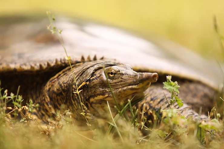 Softshell turtle lying on grass, surrounded by small plants. Brown and beige shell contrasts with yellowish-green background, creating a calm scene.