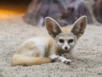 A fennec fox with large ears lounges on sand, staring directly. Warm tones and rock background create a calm desert vibe.