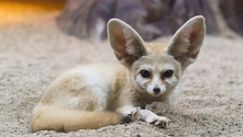 A fennec fox with large ears lounges on sand, staring directly. Warm tones and rock background create a calm desert vibe.