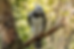 A harpy eagle perches on a branch in a lush, green forest. It has striking black and white feathers and an alert expression.