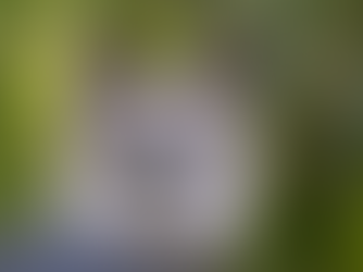 Close-up of a harpy eagle with fluffy gray and black plumage, set against a lush green foliage background. The bird looks directly at the camera.