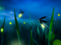 Fireflies glowing among grass blades at night, with a deep blue sky background. The scene feels magical and serene.