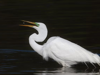 A white egret catches a fish in its beak while standing in dark water, highlighting its graceful plumage and focused posture.