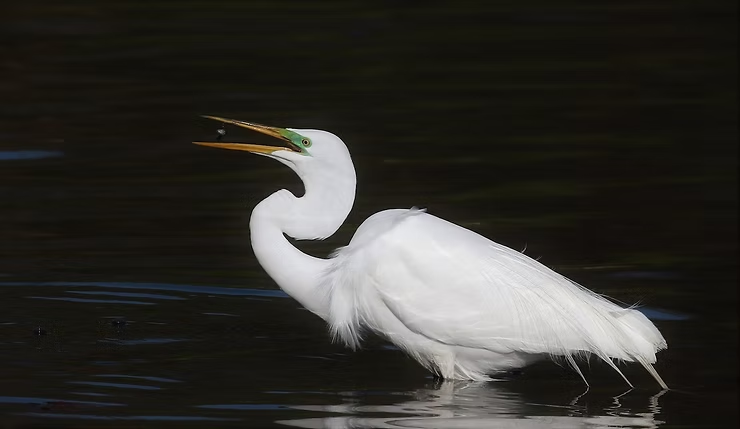 A white egret catches a fish in its beak while standing in dark water, highlighting its graceful plumage and focused posture.