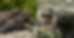 Two snapping turtles. Left: An alligator snapping turtle open-mouthed on a rock, aggressive stance. Right: A common snapping turtle climbing over soil.