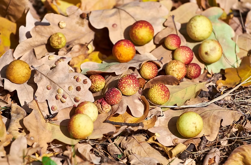 Yellow and red gall balls scattered on dry oak leaves on the ground, with sunlight highlighting their textured surfaces. Autumn setting.