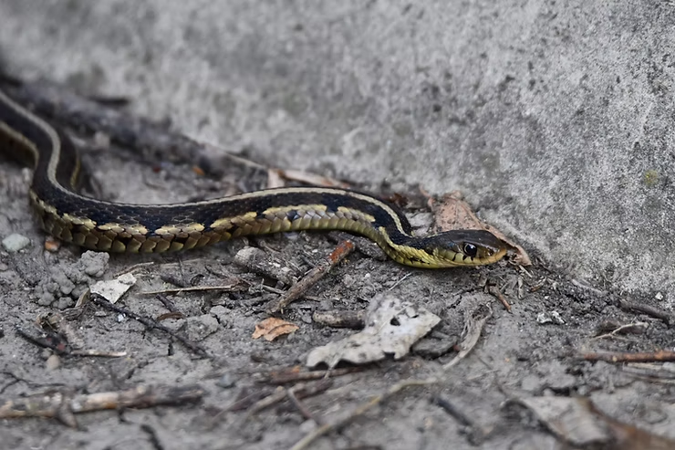 Garter snake slithers along a gray concrete wall on a dirt ground with dried leaves. Its scales are black and yellow-striped.