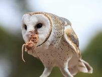 Barn owl with a speckled pattern holds a small rodent in its beak, against a blurred, natural background.