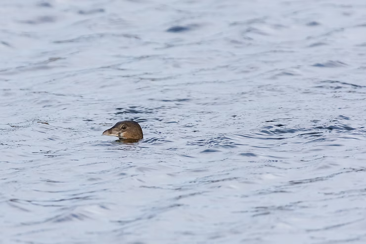 Pied-billed grebe swimming in rippling water, head above the surface. Brown feathers contrast with the blue-gray waves.