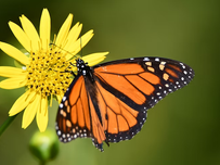 Orange and black butterfly on yellow flower against a green blurred background.