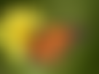 Orange and black butterfly on yellow flower against a green blurred background.