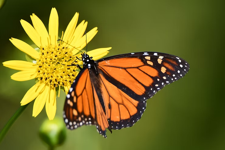 Orange and black butterfly on yellow flower against a green blurred background.