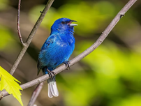 An indigo bunting perched on a branch, singing. Background of vibrant green leaves. Sunny, lively atmosphere.