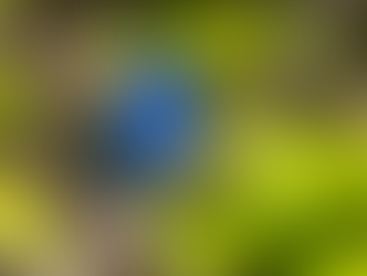 An indigo bunting perched on a branch, singing. Background of vibrant green leaves. Sunny, lively atmosphere.