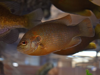 sunfish swimming in a clear aquarium with a blurred background. The fish has orange hues, visible scales, and a calm demeanor.