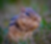 Chipmunk with full cheeks holds a peanut, sitting in green grass. The mood is playful and natural, with a blurred background.