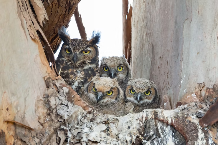 A great horned owl and three owlets nestle in a tree hollow. The owls have intense yellow eyes and fluffy feathers, exuding alertness.