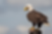 Bald eagle perched on a wooden post, clutching a fish with its talons. Background is a soft, blurred blue sky.