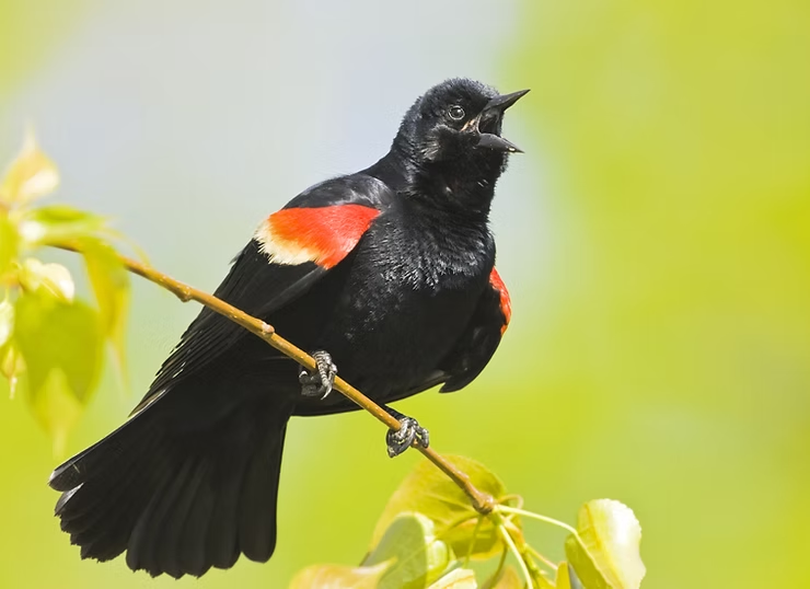 A red-winged blackbird with red and yellow shoulder markings perches on a branch, beak open as if singing, against a blurred green background.