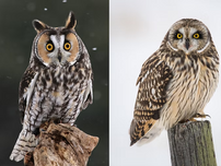 Two owls with striking yellow eyes perched separately; one on wood, one on a post. Dark background on left, snowy white on right. Calm mood.